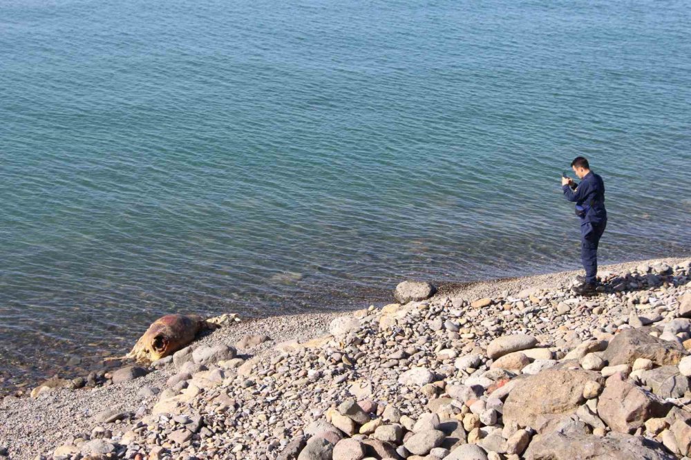 Trabzon'da inek ölüsü sahile vurdu ,Akıllara 4 gün Rize'den Trabzon'a Yüzen inek ferdinand geldi