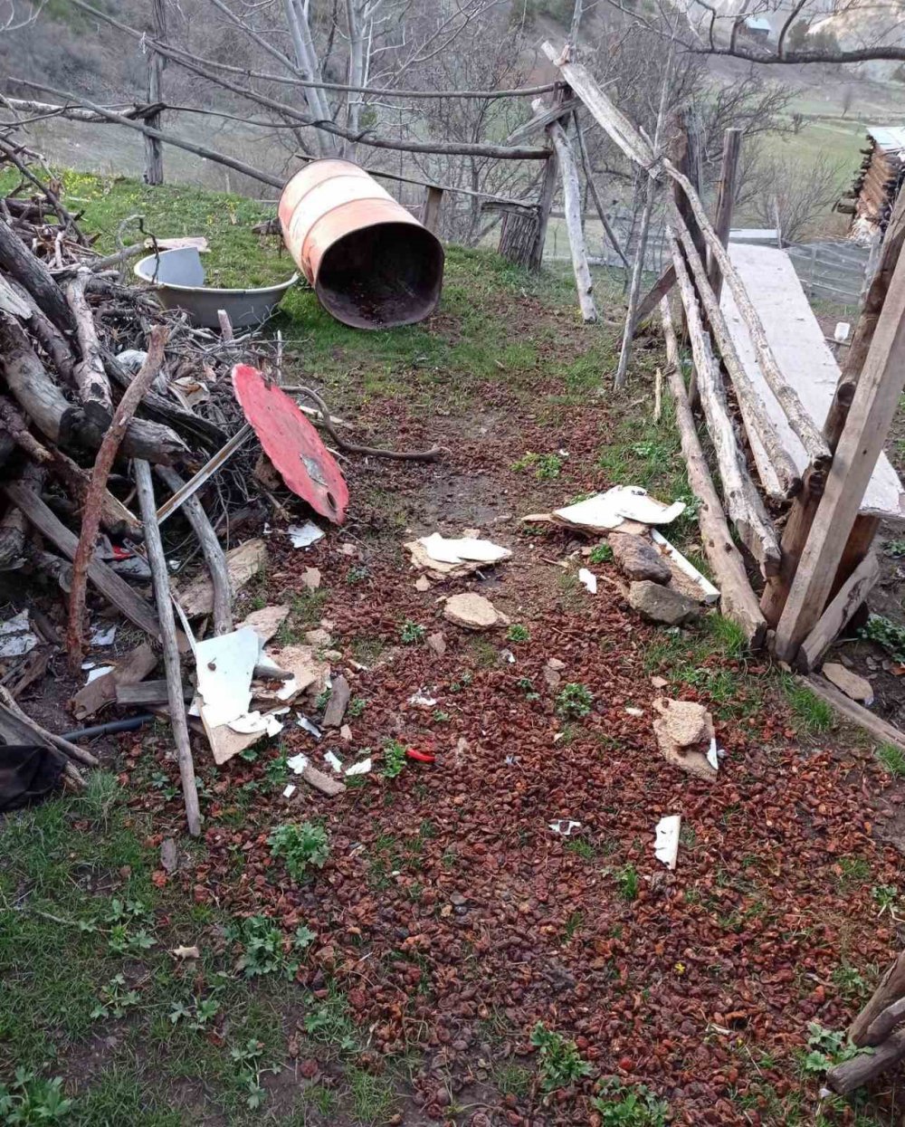 Artvin’de Kış Uykusundan Uyanan Ayılar Yayla Evlerini Talan Etti