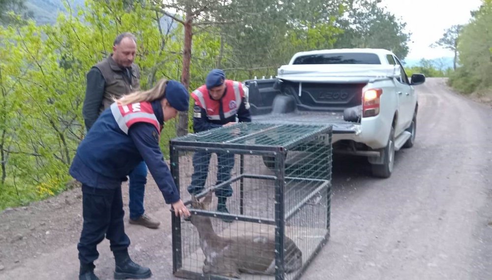 Artvin’de Yaralı Karaca Tedavisinin Ardından Doğaya Bırakıldı