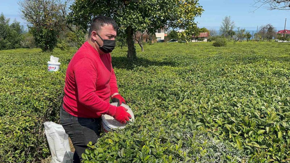 Doğu Karadeniz’de 2024 Yılı Yaş Çay Sezonu İçin Hazırlıklar Sürüyor