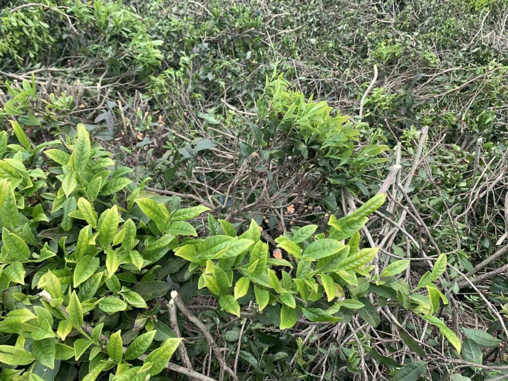 Mustafa Mavi; Çay Üreticilerine “ayağımızı Denk Alalım, Çayımızı Budayalım” Uyarısı