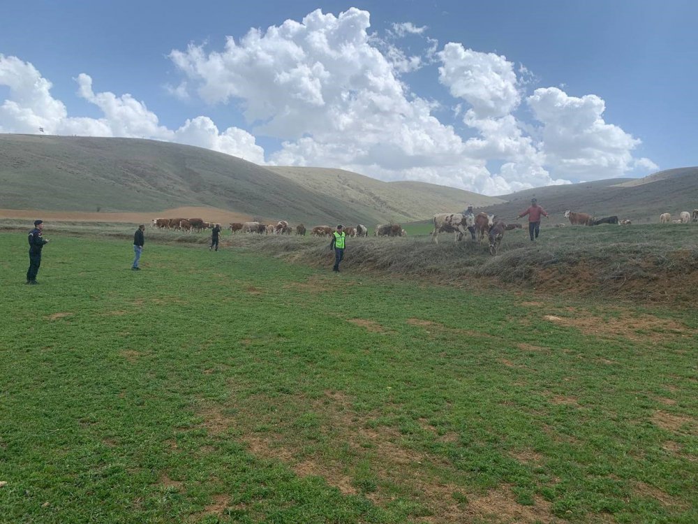 Bayburt'ta Kayıp Büyükbaş Hayvanlar Drone İle Bulundu