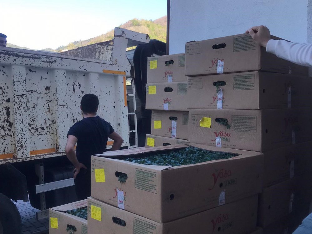 Kastamonu Abana’da Çiftçilere 20 Bin Sebze Fidesi Dağıtıldı