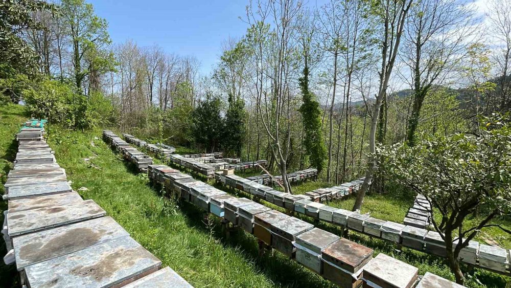 Anzer Balı Üretimi Yapan Arıcılar Yeni Sezondan Ümitli