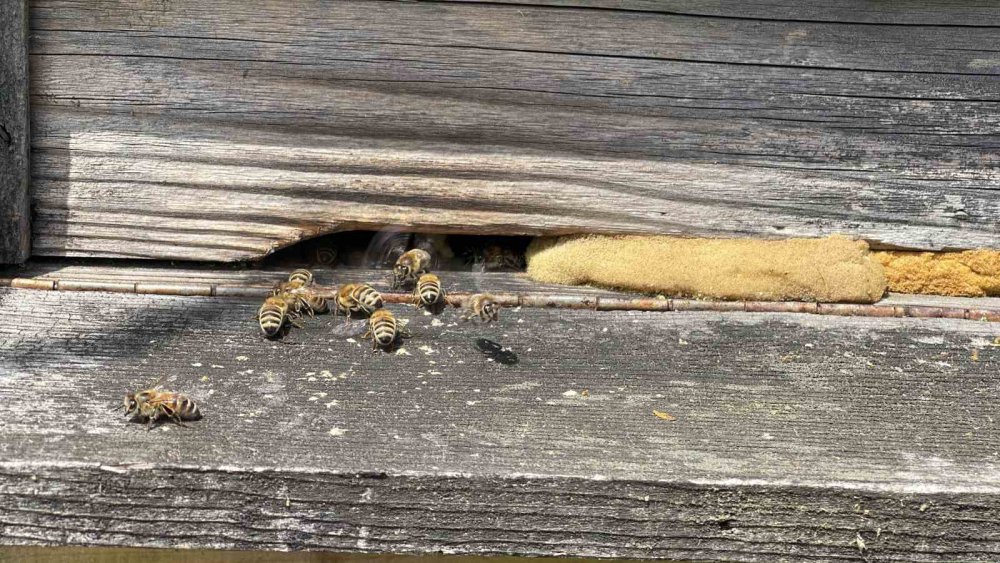 Anzer Balı Üretimi Yapan Arıcılar Yeni Sezondan Ümitli