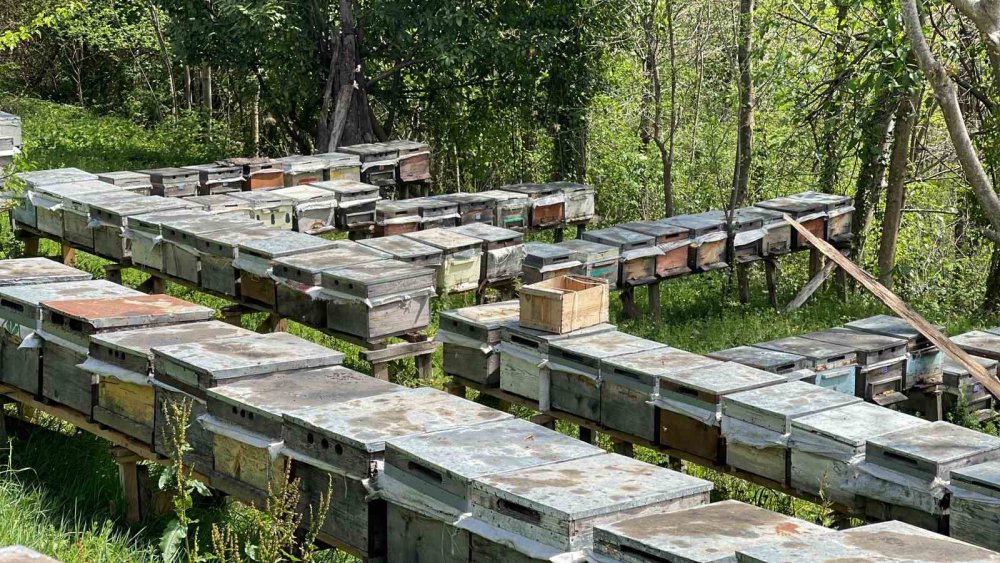 Anzer Balı Üretimi Yapan Arıcılar Yeni Sezondan Ümitli
