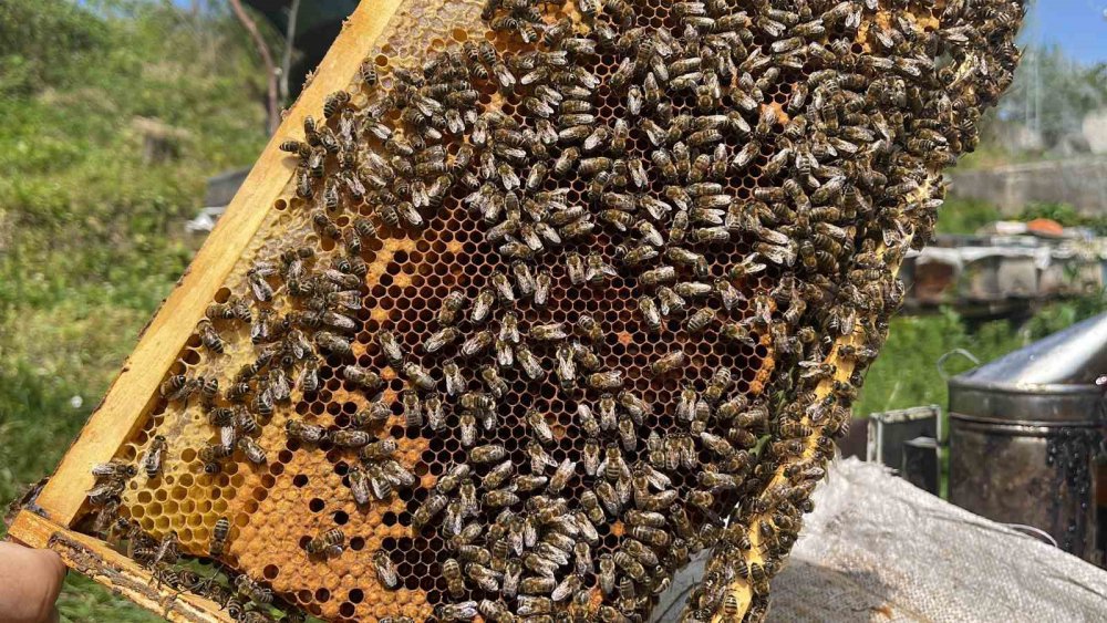 Anzer Balı Üretimi Yapan Arıcılar Yeni Sezondan Ümitli