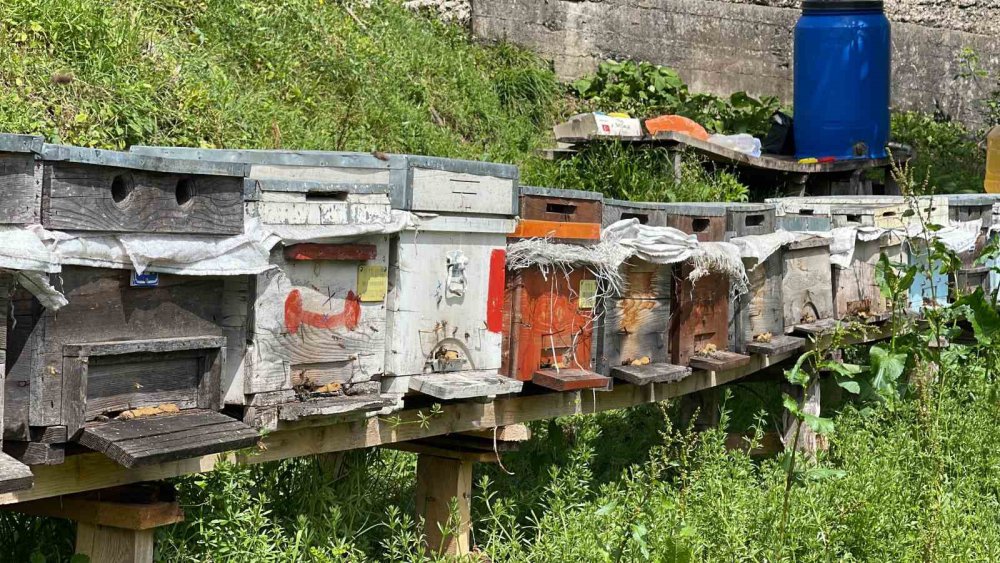 Anzer Balı Üretimi Yapan Arıcılar Yeni Sezondan Ümitli