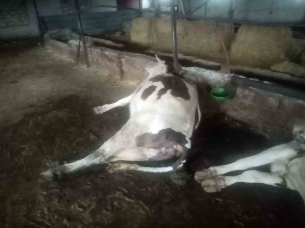 bOLU'DA Yıldırım Düşen Ahırda 7 İnek Telef Oldu