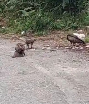 Rize’de Doğan Sürüsü Yola İndi, O Anlar Cep Telefonu Kamerasına Yansıdı