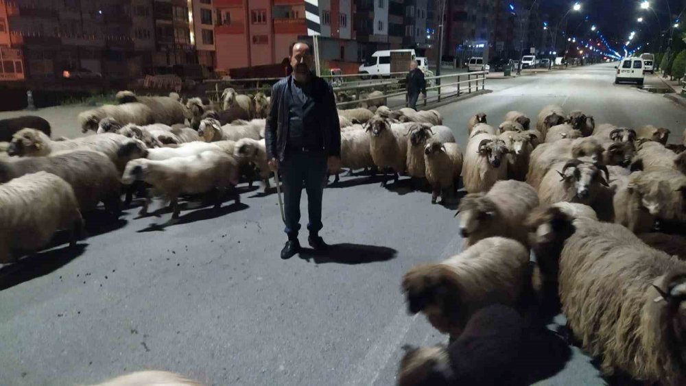Doğu Karadeniz’de Sürüler Yaylalara Çıkmaya Başladı