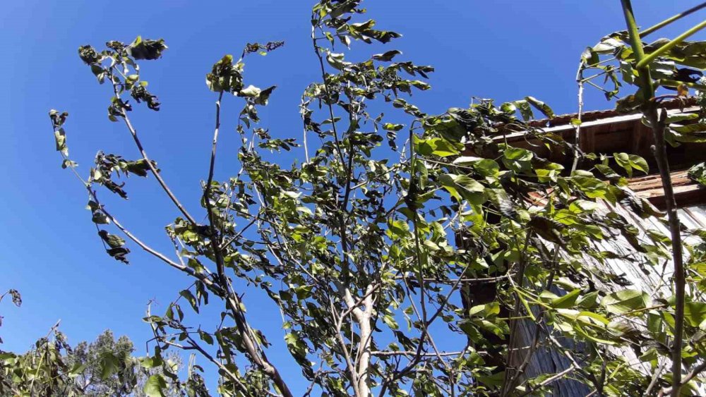 Türkiye’nin En Soğuk İli Olan Bolu’da Ürünler Soğuktan Yandı