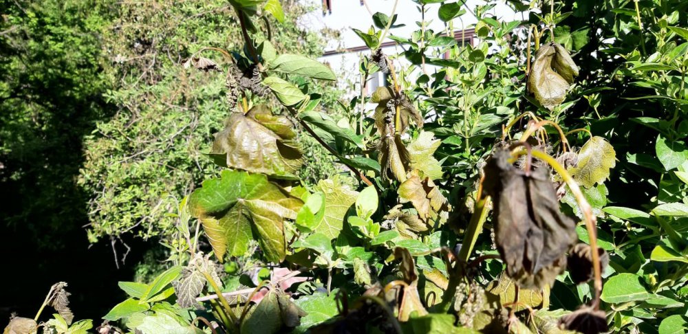 Türkiye’nin En Soğuk İli Olan Bolu’da Ürünler Soğuktan Yandı