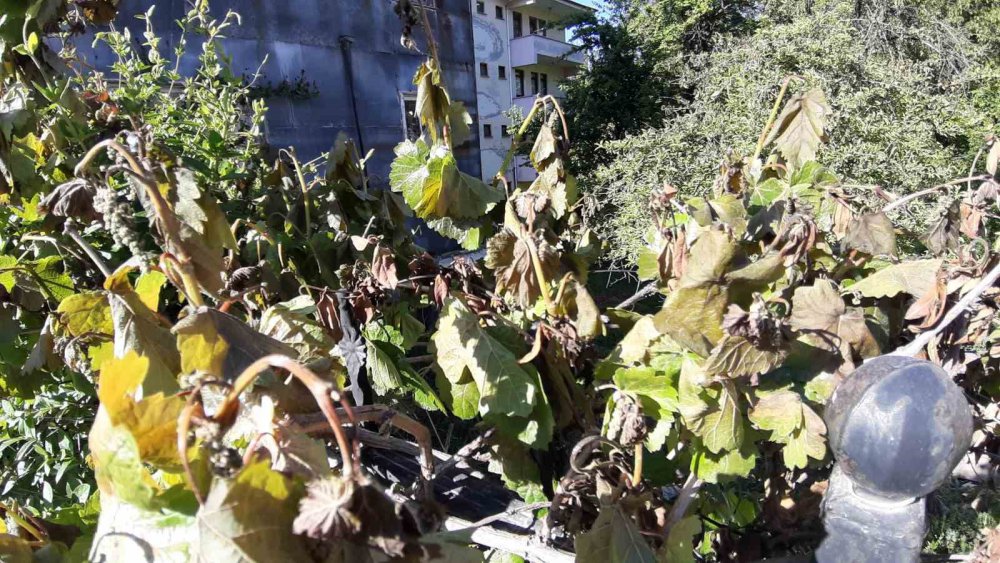Türkiye’nin En Soğuk İli Olan Bolu’da Ürünler Soğuktan Yandı
