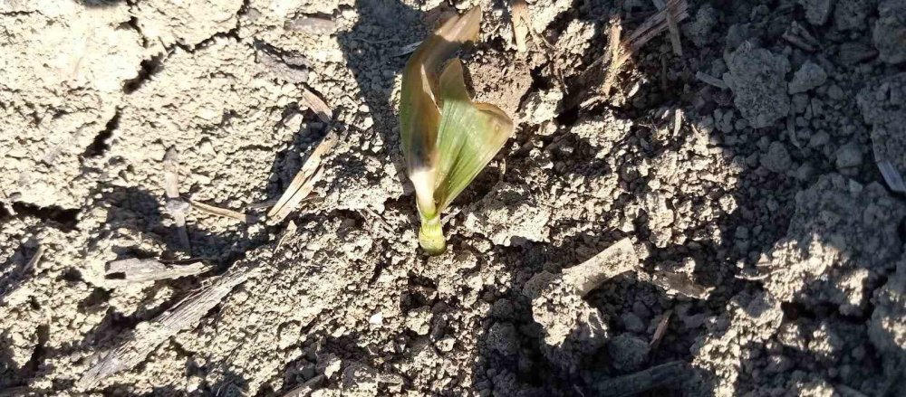 Türkiye’nin En Soğuk İli Olan Bolu’da Ürünler Soğuktan Yandı