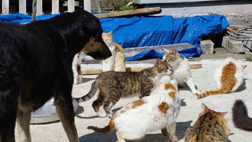 Samsun'lu kızkardeşler Sahiplendikleri 40 Kedi Ve 8 Köpeğe El İşi Yaparak Bakıyorlar