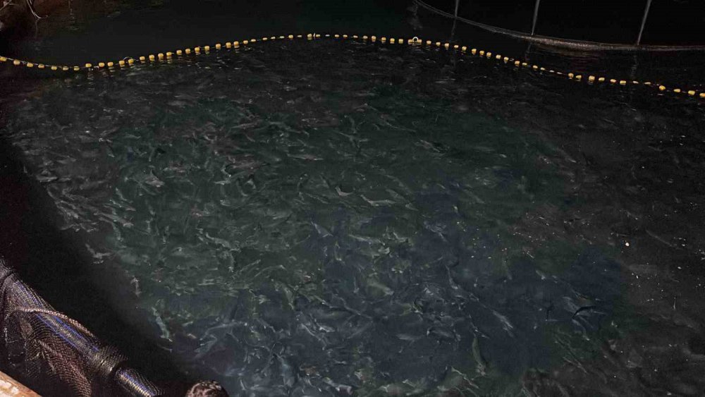 Trabzon'un Arsin İlçesi Açıklarında Denizde Bulunan Kafeslerden Türk Somonu Hasadı Başladı