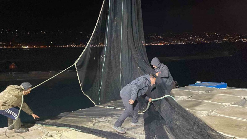 Trabzon'un Arsin İlçesi Açıklarında Denizde Bulunan Kafeslerden Türk Somonu Hasadı Başladı