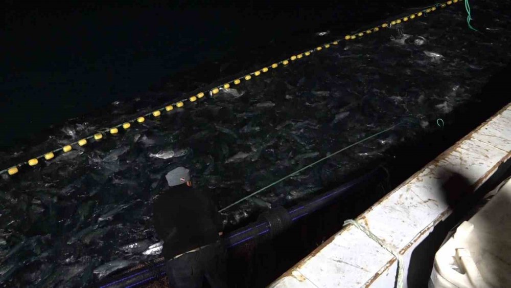 Trabzon'un Arsin İlçesi Açıklarında Denizde Bulunan Kafeslerden Türk Somonu Hasadı Başladı