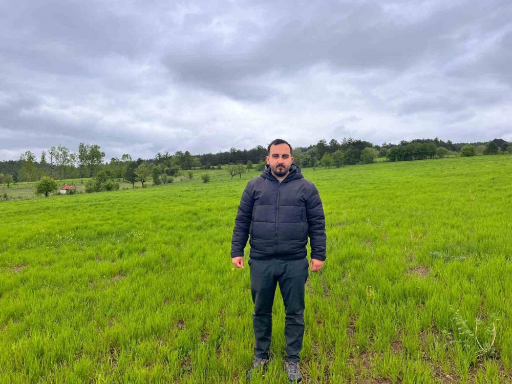Kastamonu Kuraklığın Ardından Gelen Yağmurlar Siyez Buğdayı Yetiştiricilerinin Yüzünü Güldürdü