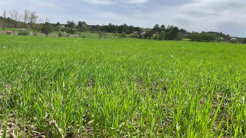 Kastamonu Kuraklığın Ardından Gelen Yağmurlar Siyez Buğdayı Yetiştiricilerinin Yüzünü Güldürdü