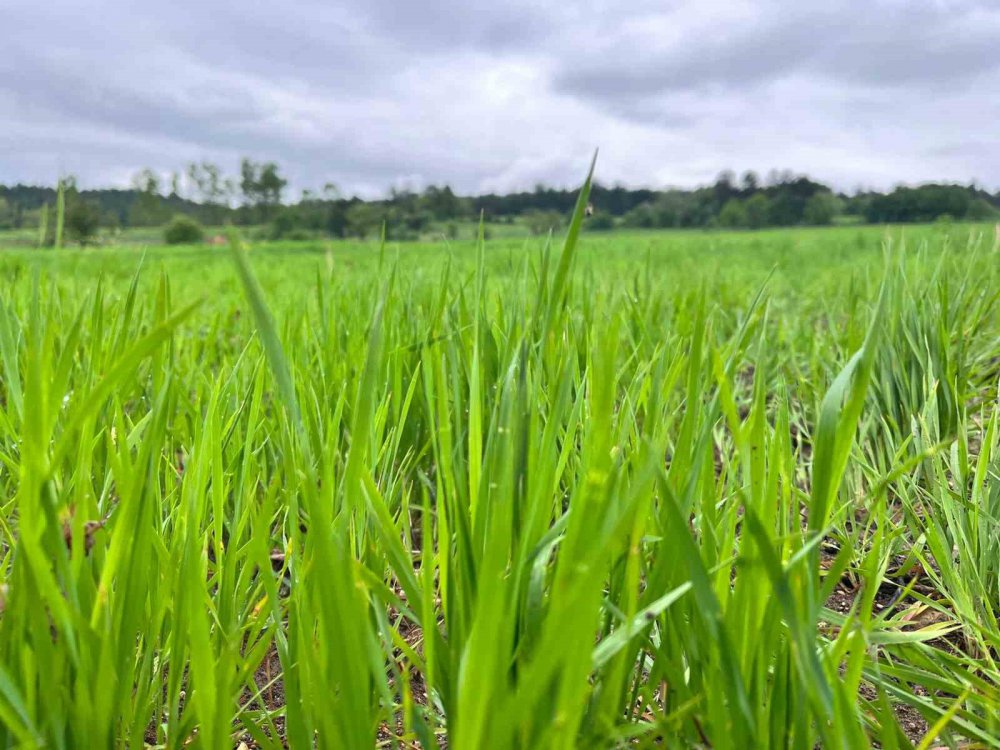 Kastamonu Kuraklığın Ardından Gelen Yağmurlar Siyez Buğdayı Yetiştiricilerinin Yüzünü Güldürdü