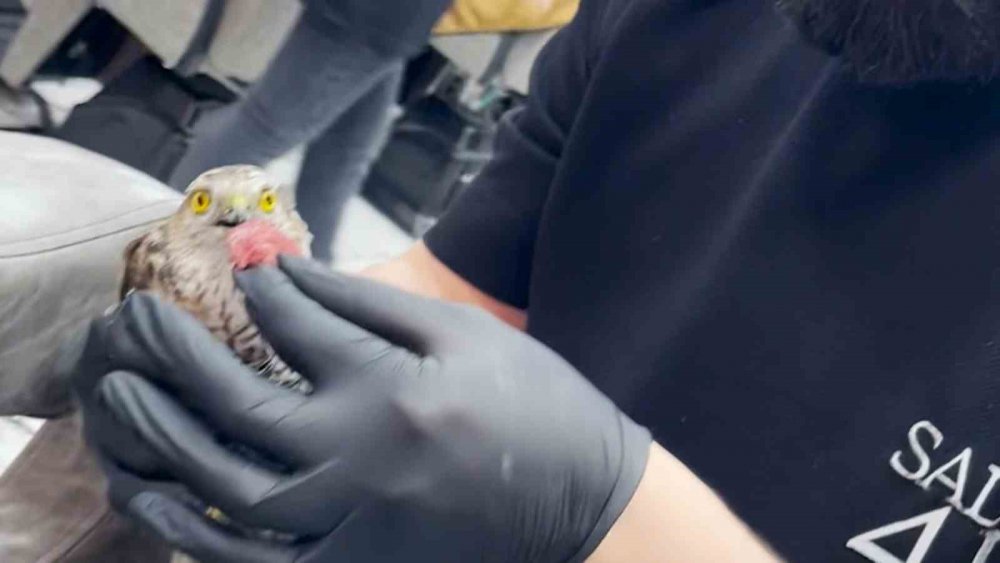 Rize'de yavru atmaca kuaför dükkanının tabelasına çarptı , dükkanın maskotu oldu