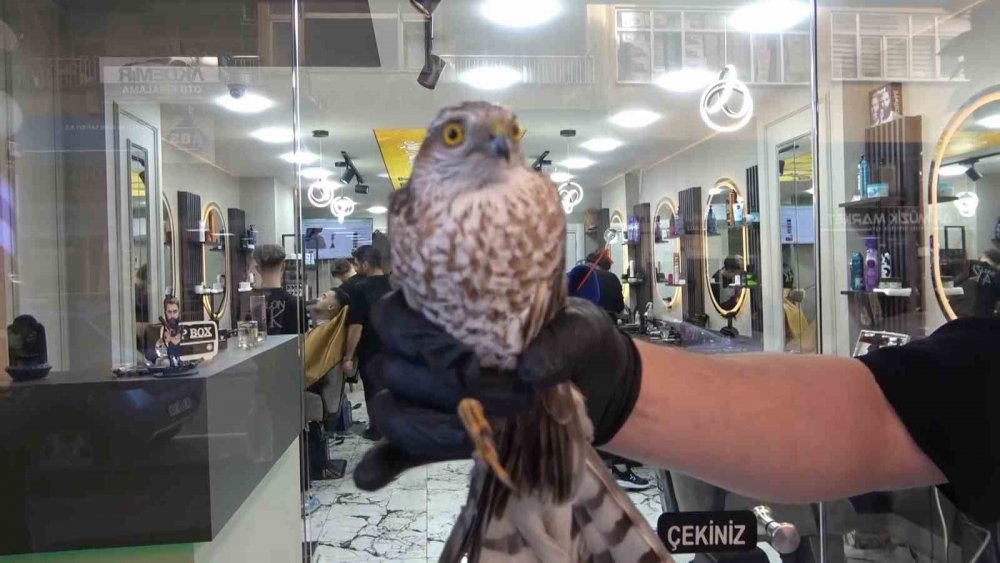 Rize'de yavru atmaca kuaför dükkanının tabelasına çarptı , dükkanın maskotu oldu