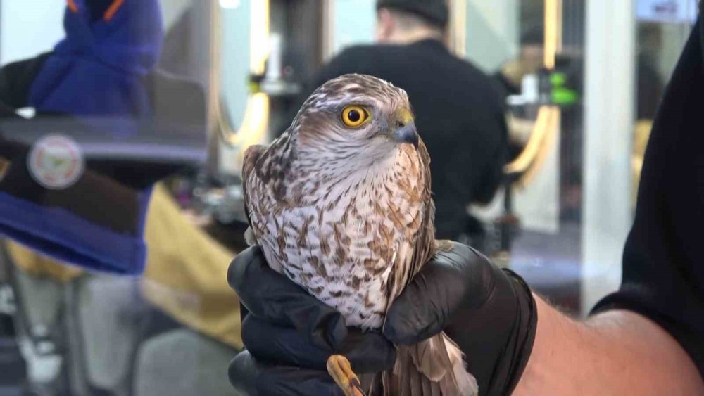 Rize'de yavru atmaca kuaför dükkanının tabelasına çarptı , dükkanın maskotu oldu