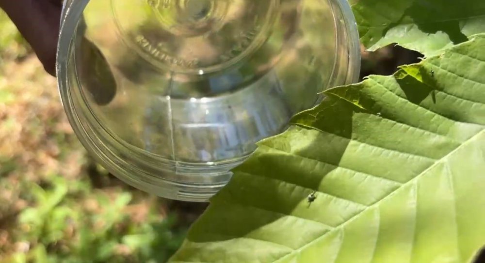 Sinop’ta 850 Adet Avcı Böcek Doğaya Salındı