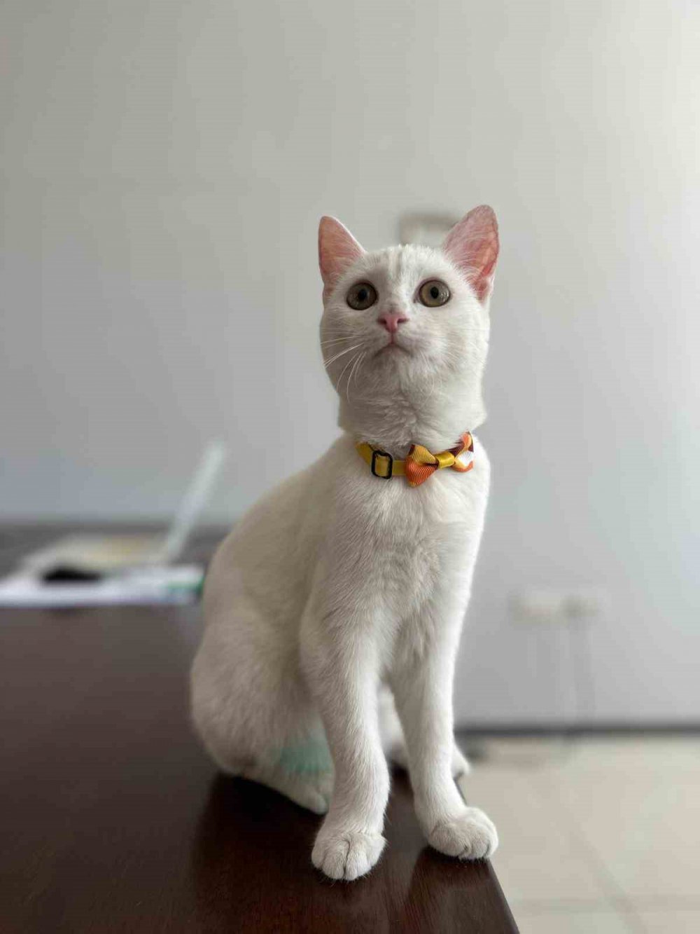 Tranzon'da bir sokak kedisi tedavi edildi, ortahisar belediyesi sahiplendi