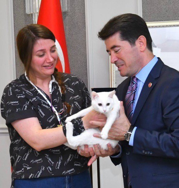 Tranzon'da bir sokak kedisi tedavi edildi, ortahisar belediyesi sahiplendi