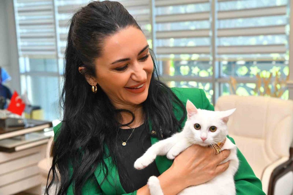 Tranzon'da bir sokak kedisi tedavi edildi, ortahisar belediyesi sahiplendi