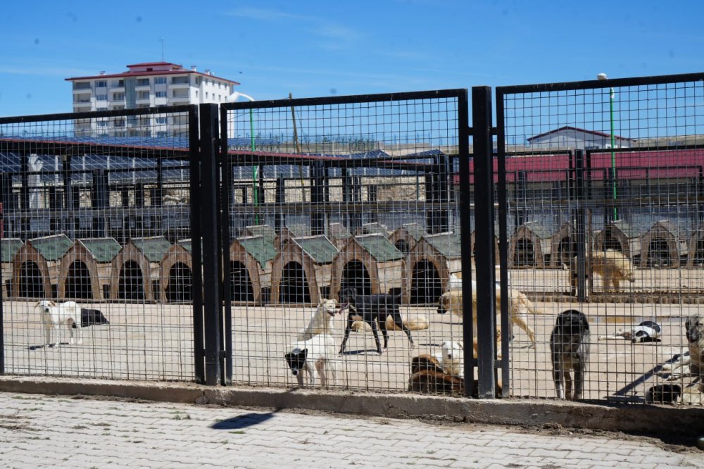 Sokaktaki Canlara Sadık Dostlara Barınakta Çiçek Gibi Bakılıyor