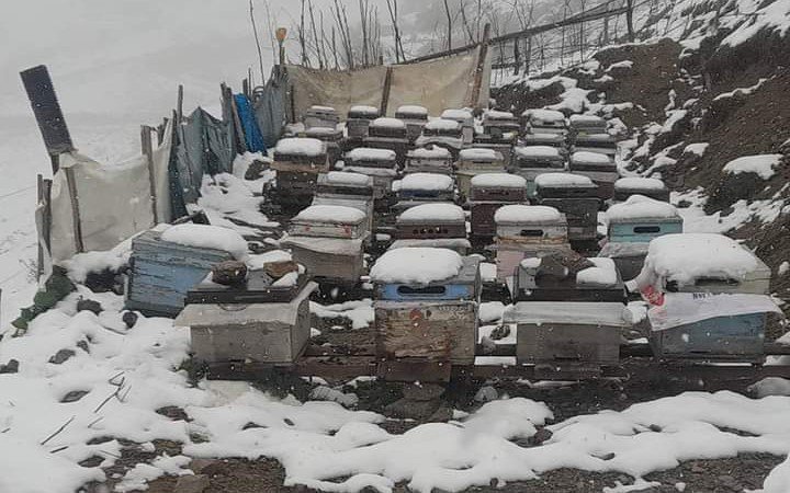 Anzer'de kar yağdı ama Anzer balı üretimi bu yıl iyi olacak