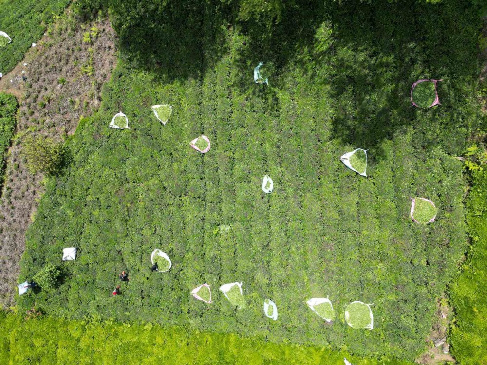 Doğu Karadeniz'de Senegalli İşçiler Çay Hasadında