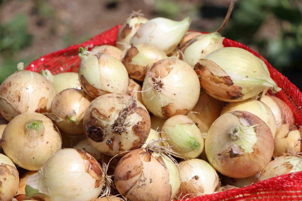 Amasya’da Soğan Hasadı Başladı: Tarlada Kilosu 7 Tl