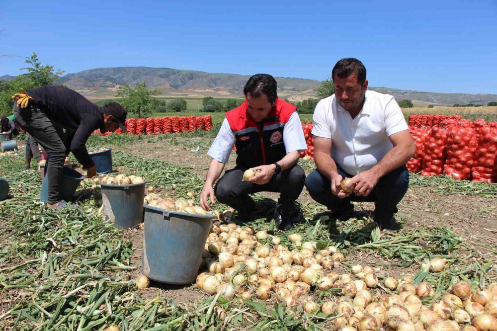 Amasya’da Soğan Hasadı Başladı: Tarlada Kilosu 7 Tl