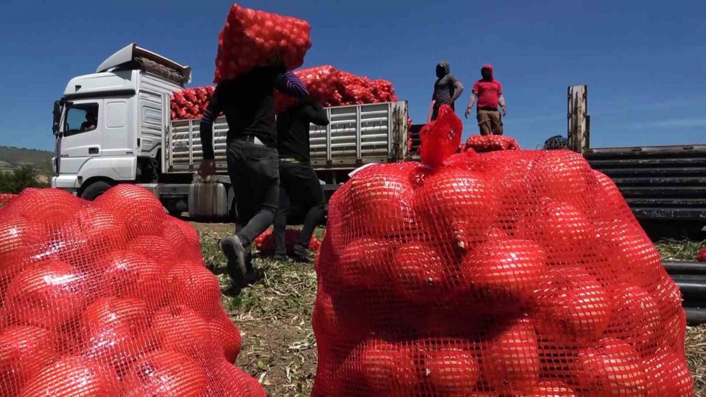 Amasya’da Soğan Hasadı Başladı: Tarlada Kilosu 7 Tl