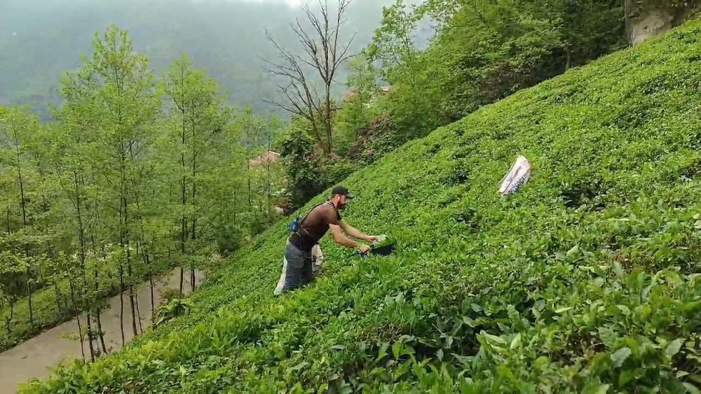 Çaykur’a Organik Tarım Tepkisi , vatandaşlar adaletsizlik var diyor