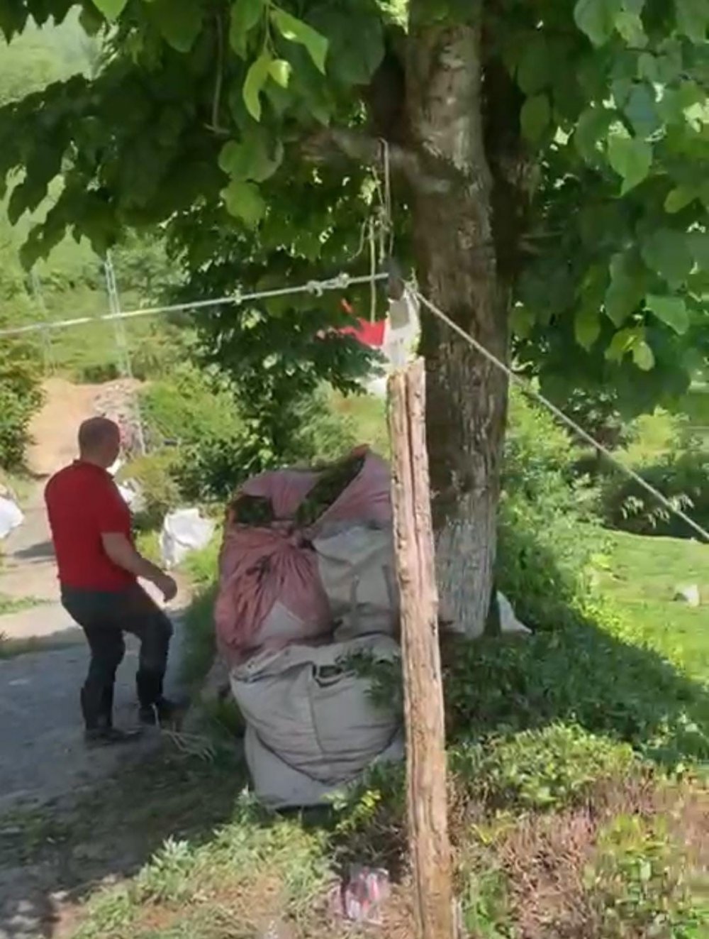 Rizeli düşünürse bir çözüm bulur , çay bezini arabaya taktığı iple çekerek çıkarttı