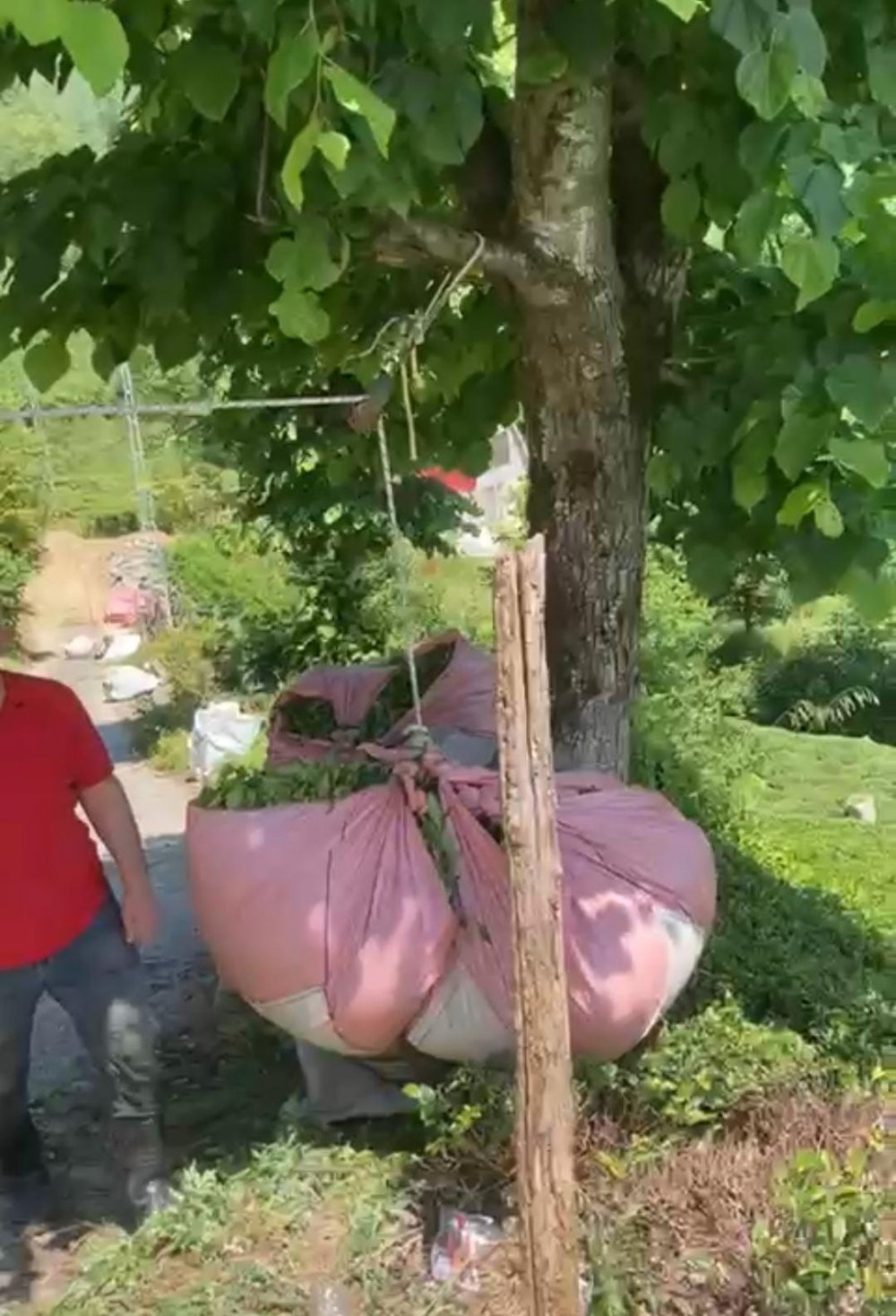 Rizeli düşünürse bir çözüm bulur , çay bezini arabaya taktığı iple çekerek çıkarttı