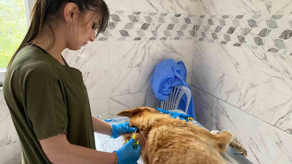 Artvin Hopa Belediyesi’nden Sokak Hayvanlarına Kısırlaştırma, Küpelenme Ve Mikroçip