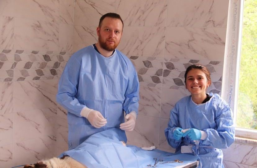 Artvin Hopa Belediyesi’nden Sokak Hayvanlarına Kısırlaştırma, Küpelenme Ve Mikroçip