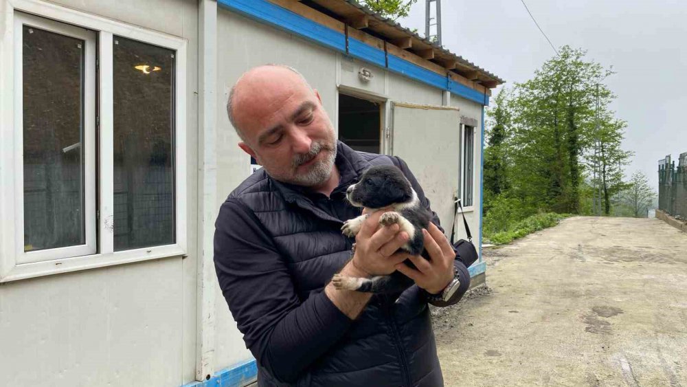 Artvin Hopa Belediyesi’nden Sokak Hayvanlarına Kısırlaştırma, Küpelenme Ve Mikroçip