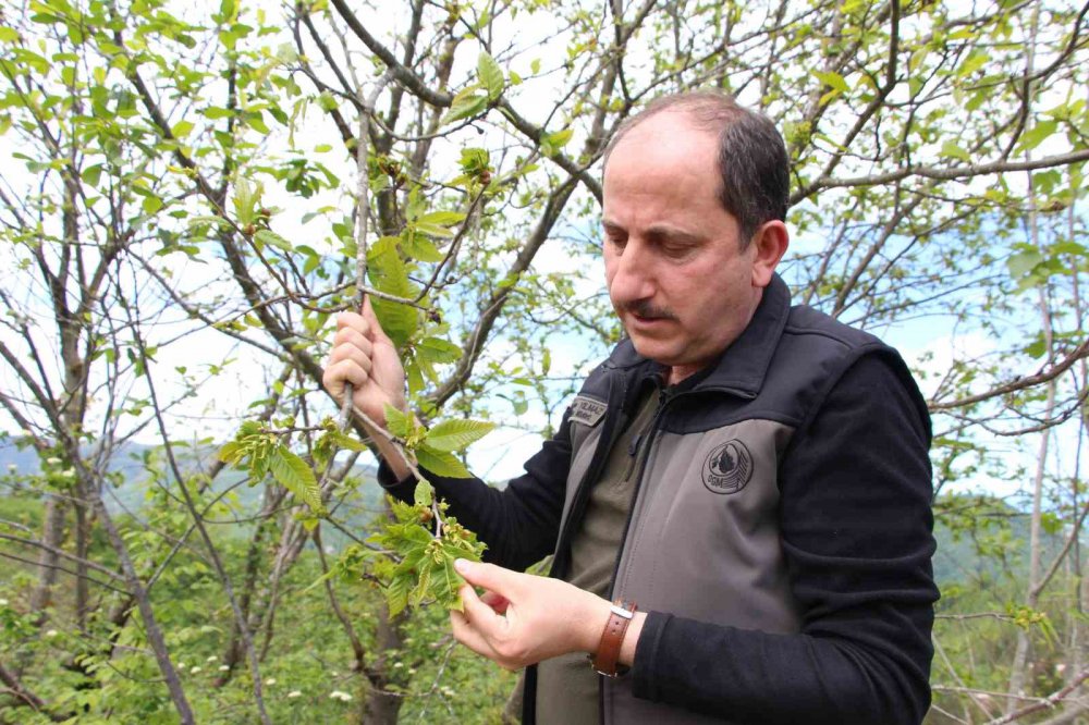 Türkiye'de "Katil Arı"ya Karşı Biyolojik Mücadele: Yalova'da Avcı Böcekler Doğaya Salınıyor
