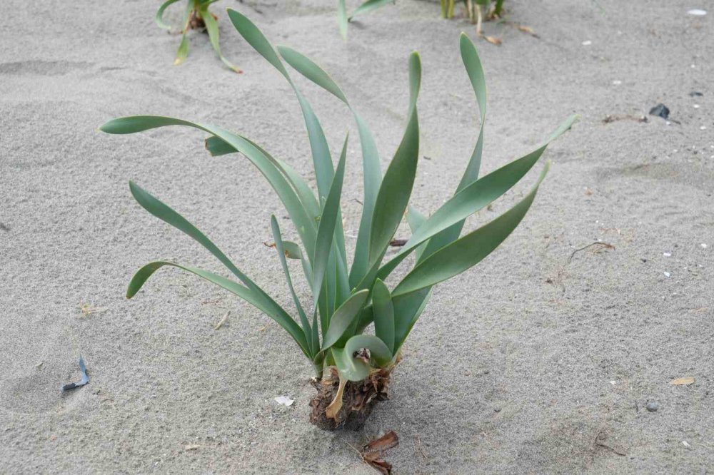 Samsun Sahilinde Açan Kum Zambağını Koparan Yandı: Cezası 387 Bin Tl