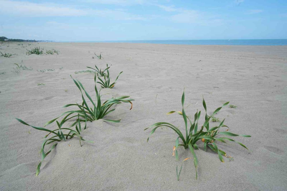 Samsun Sahilinde Açan Kum Zambağını Koparan Yandı: Cezası 387 Bin Tl