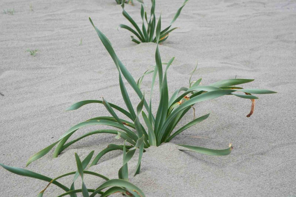 Samsun Sahilinde Açan Kum Zambağını Koparan Yandı: Cezası 387 Bin Tl