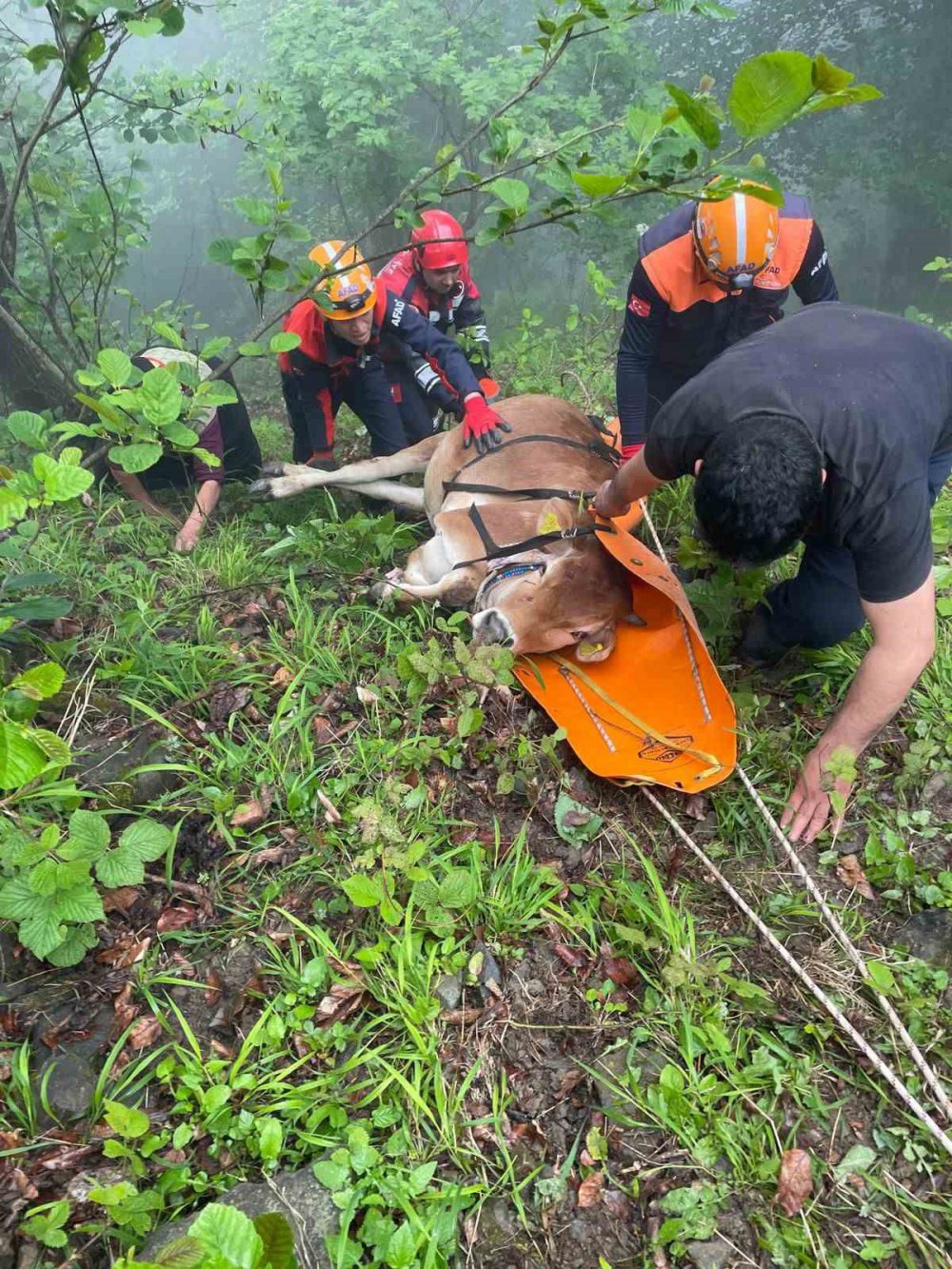 Trabzon’da uçuruma yuvarlana inek kurtarıldı, Bakın nasıl ?